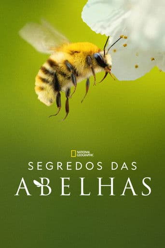 Segredos das Abelhas